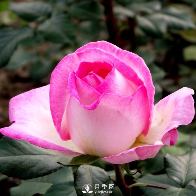 樹(shù)狀月季有哪些優(yōu)點(diǎn)值得大家喜歡呢？(圖1)