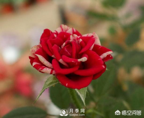 月季苗千差萬別，那么怎樣讓月季長勢好呢？(圖2)