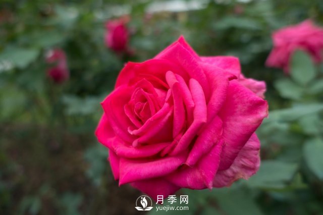 春天養(yǎng)月季，杜絕病蟲害！做好這幾點(diǎn)對(duì)后期生長(zhǎng)有利(圖1)