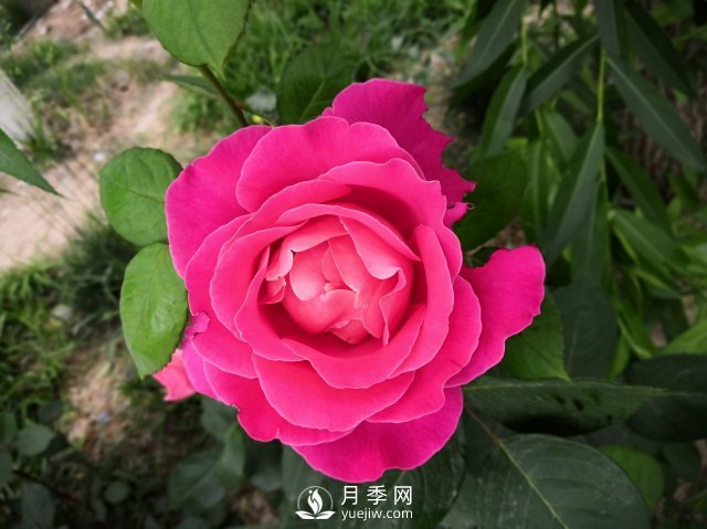 春天養(yǎng)月季，杜絕病蟲害！做好這幾點(diǎn)對(duì)后期生長(zhǎng)有利(圖2)