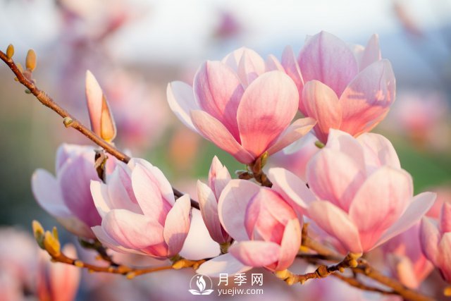 庭院種植玉蘭，解決4個問題香滿庭院(圖1)