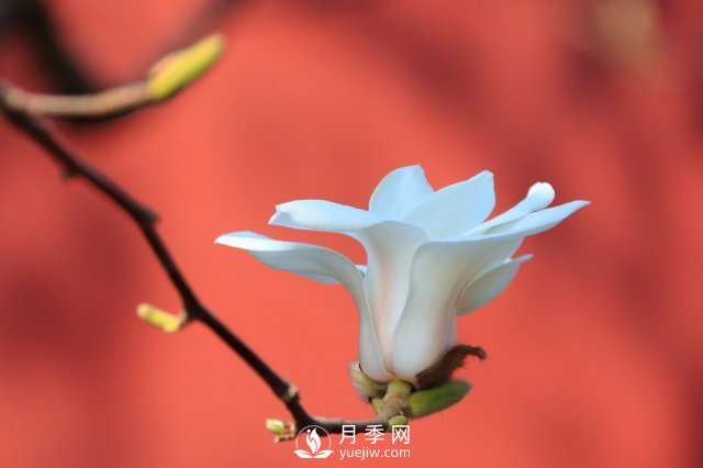 庭院種植玉蘭，解決4個問題香滿庭院(圖3)