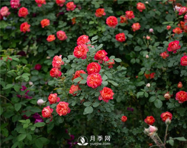 月季網(wǎng)推薦9個花園藤本月季品種！(圖4)
