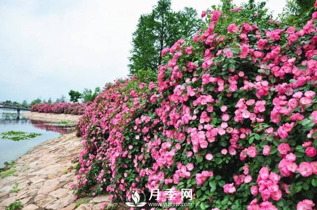 ***耐陰的藤本月季，你知道嗎(圖3)