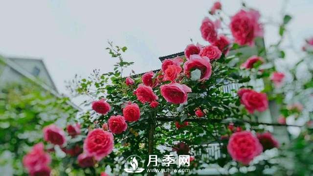 ***耐陰的藤本月季，你知道嗎(圖2)