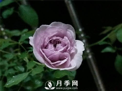 爆款月季“藍(lán)色陰雨”，火遍網(wǎng)絡(luò)(圖1)
