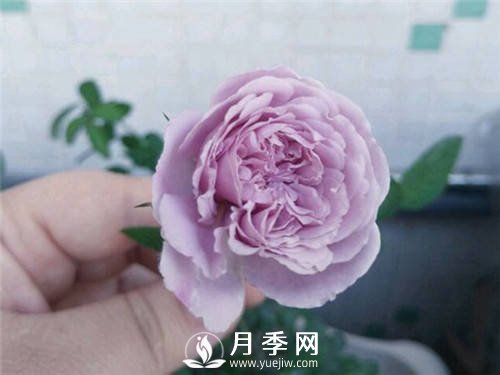 爆款月季“藍(lán)色陰雨”，火遍網(wǎng)絡(luò)(圖2)