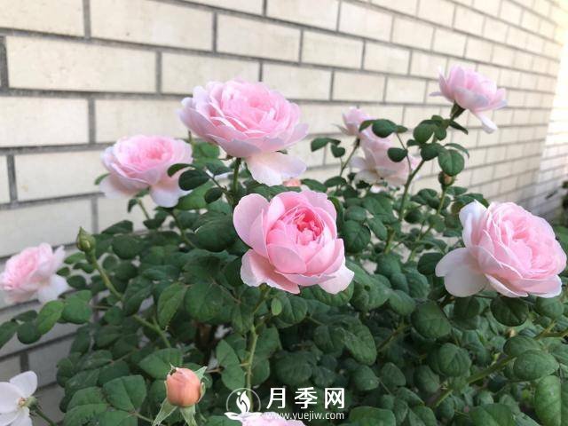 月季花黃葉怎么辦？注意4個(gè)細(xì)節(jié)，葉片綠又亮(圖2)