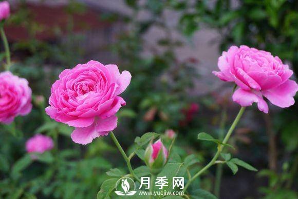 養(yǎng)月季花，這樣操作就會花開不斷香飄滿園(圖1)