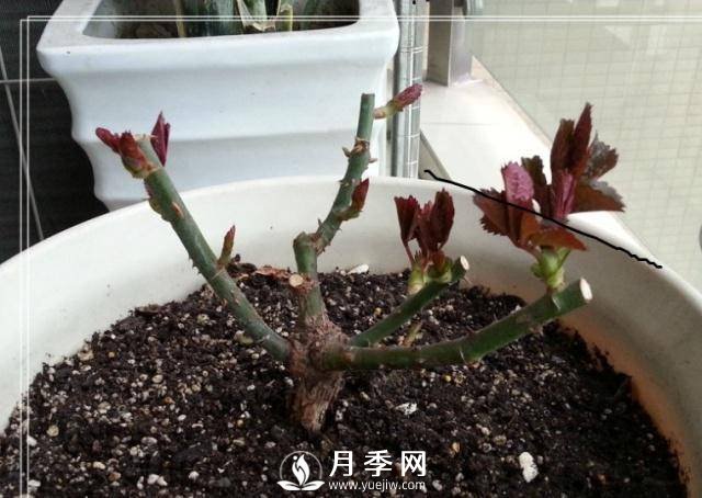 養(yǎng)月季盆栽，就用“5招”技巧，養(yǎng)護(hù)大半年，花開(kāi)艷麗！(圖1)