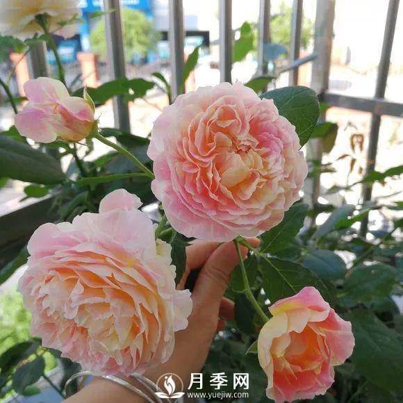 半米防盜窗養(yǎng)藤本月季，養(yǎng)成月季花園(圖9)