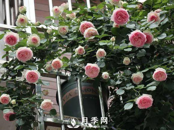 半米防盜窗養(yǎng)藤本月季，養(yǎng)成月季花園(圖2)