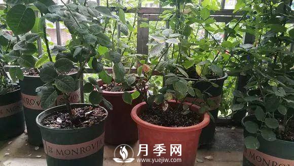 半米防盜窗養(yǎng)藤本月季，養(yǎng)成月季花園(圖12)