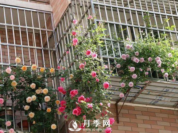 半米防盜窗養(yǎng)藤本月季，養(yǎng)成月季花園(圖5)