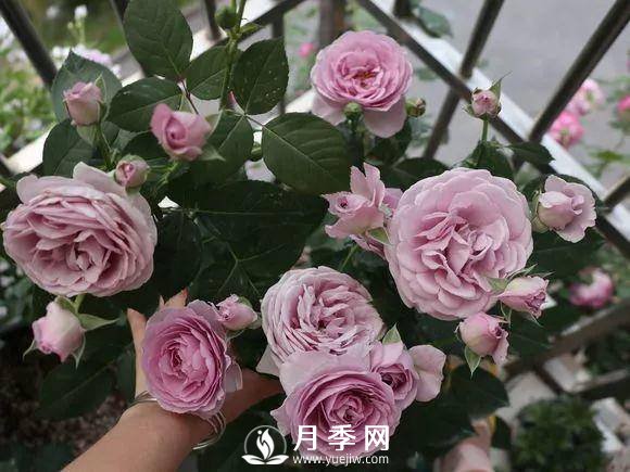半米防盜窗養(yǎng)藤本月季，養(yǎng)成月季花園(圖6)