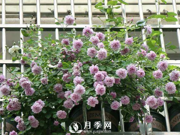 半米防盜窗養(yǎng)藤本月季，養(yǎng)成月季花園(圖3)