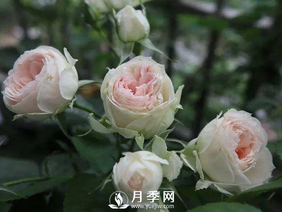 半米防盜窗養(yǎng)藤本月季，養(yǎng)成月季花園(圖7)