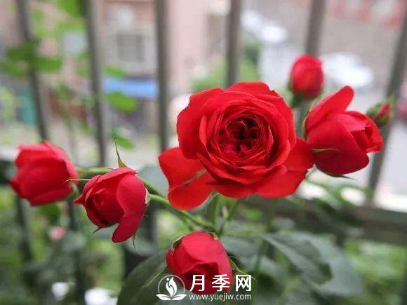 半米防盜窗養(yǎng)藤本月季，養(yǎng)成月季花園(圖8)