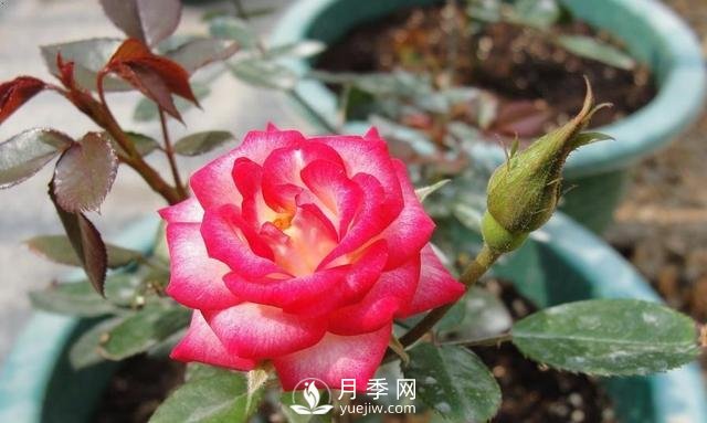 你的盆栽月季是不是又焉了。來(lái)看盆栽月季養(yǎng)殖的注意事項(xiàng)(圖1)