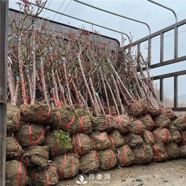 南陽精品樹狀月季，讓城市景觀更美麗(圖3)