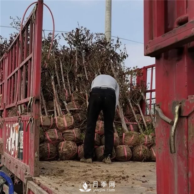 南陽精品樹狀月季，讓城市景觀更美麗(圖4)