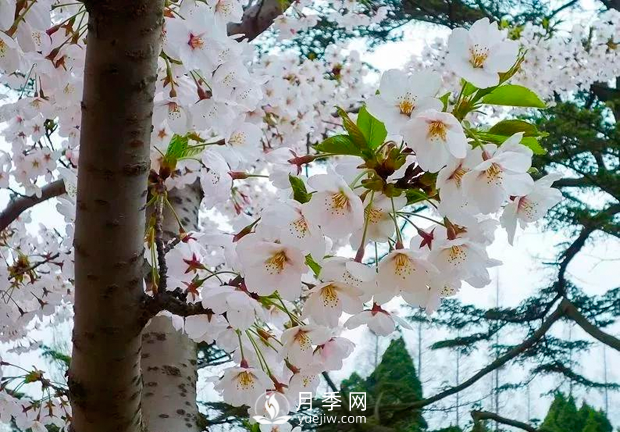 美麗鄉(xiāng)村建設(shè)，種什么花卉苗木比較好？已選月季(圖4)