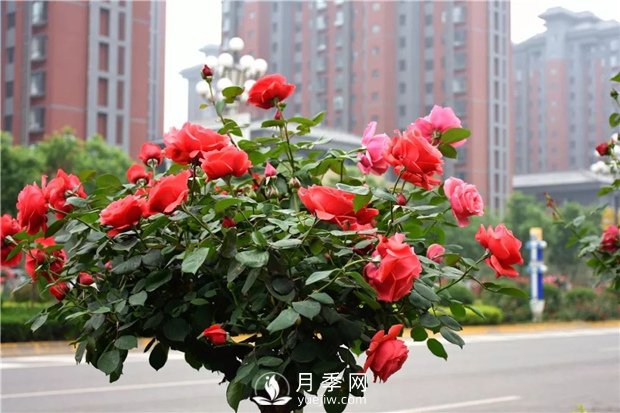 景觀(guān)樹(shù)知識(shí)大全，苗木人必備(圖1)