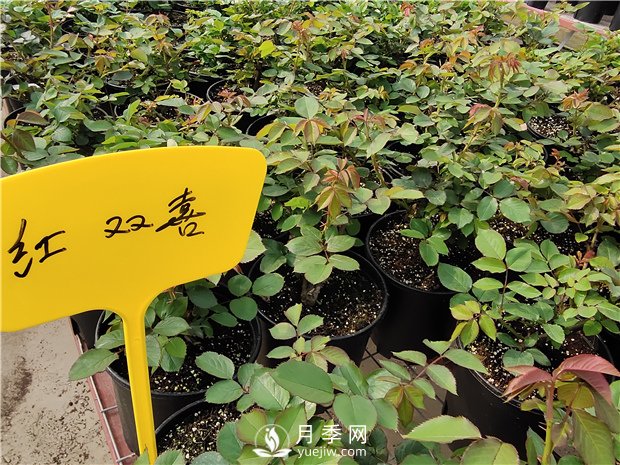 開春了，月季栽種起來吧(圖1)