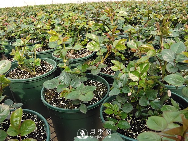 多效唑對盆栽月季的促花作用你知道嗎？(圖1)