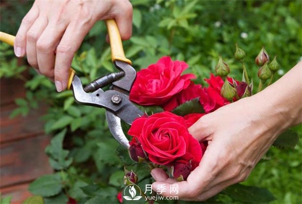 月季花該如何修剪？這里有辦法(圖1)
