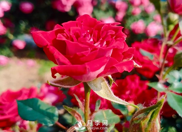 怎樣讓月季開更多更大的花？(圖1)