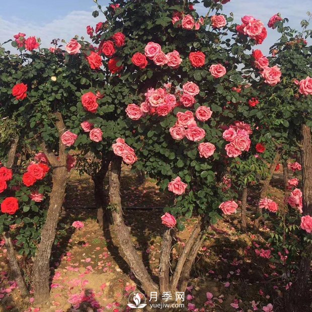 南陽月季之鄉(xiāng)，全國月季中心，批發(fā)品種齊全(圖2)