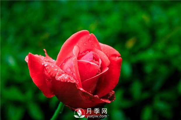 月季生長對環(huán)境的要求，很簡單(圖1)