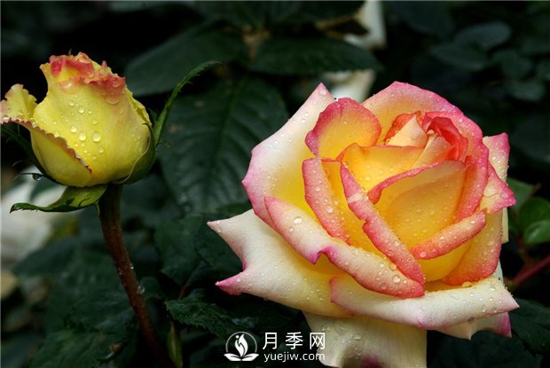 133萬公頃！中國苗木花卉產量世界**！(圖1)