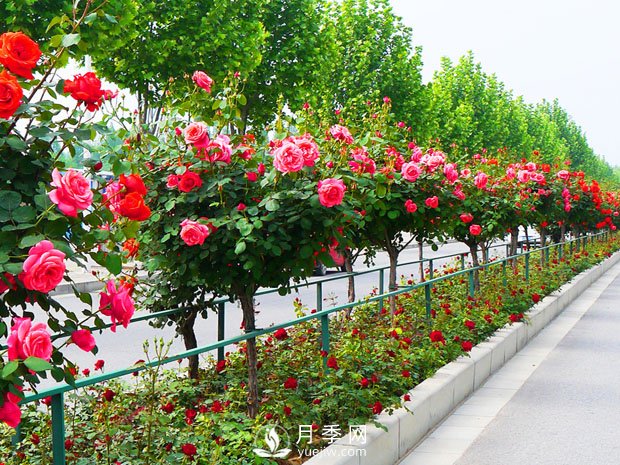 月季開花后，樹狀月季應(yīng)該這么做！(圖1)