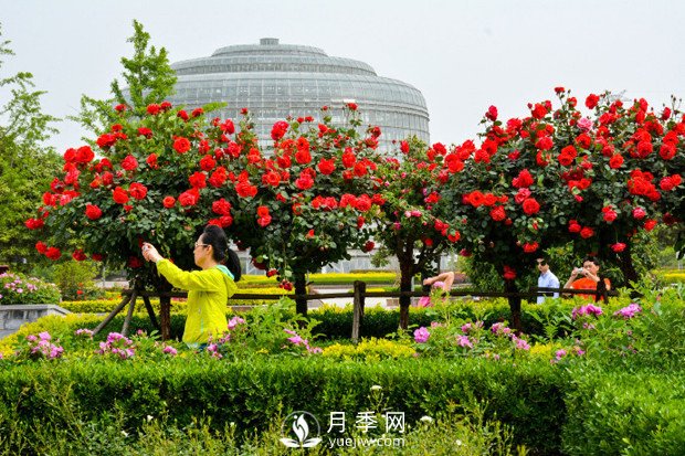 樹狀月季是怎么培養(yǎng)出來的？怎樣才能達到造型漂亮？(圖1)