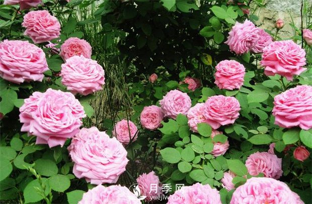 怎樣使月季每月都開(kāi)花？日照一定要長(zhǎng)(圖1)