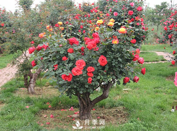 樹樁盆景的制作方法，樹樁盆景月季制作教程(圖3)