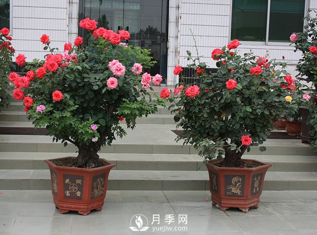 樹樁盆景的制作方法，樹樁盆景月季制作教程(圖1)