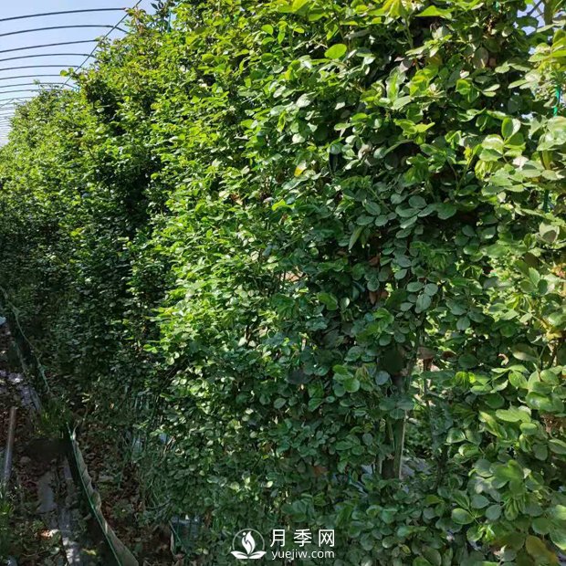 藤本月季網(wǎng)片批發(fā)價格(安吉拉、大游行)(圖2)