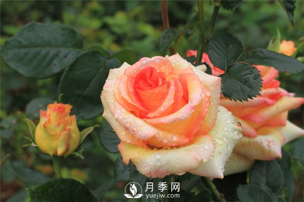 怎樣提高苗木移栽成活率？(圖1)
