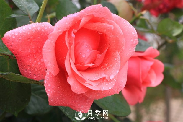 秋季園林苗木病蟲害防治知識，月季防治黑斑病(圖1)