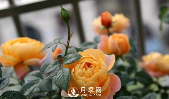 養(yǎng)月季，注意施肥姿勢(shì)不對(duì)，月季不開花，力氣還白費(fèi)！(圖4)
