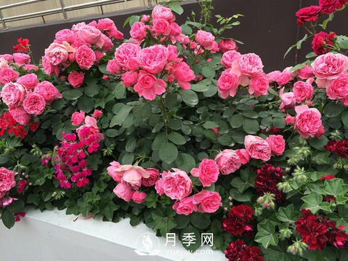 月季十死九個澇，月季澆水的詳細(xì)教程！(圖2)
