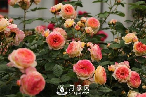 月季十死九個澇，月季澆水的詳細(xì)教程！(圖1)
