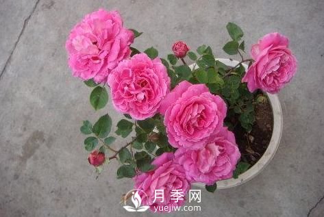 月季十死九個澇，月季澆水的詳細(xì)教程！(圖3)