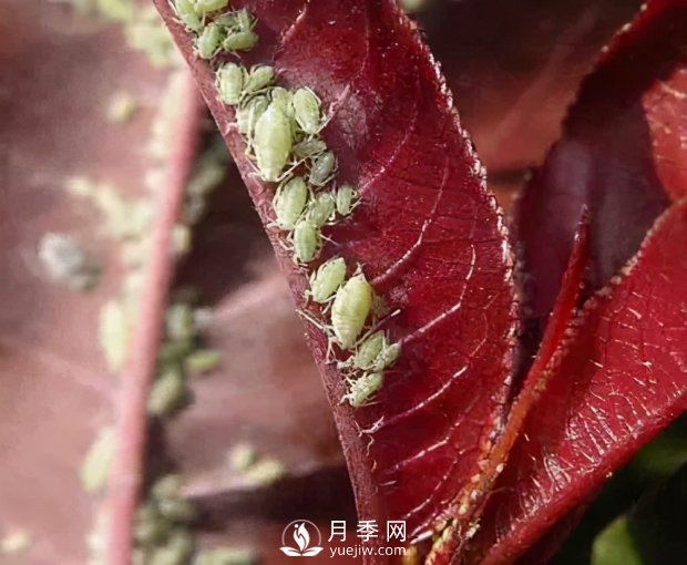 園林綠化樹木3-5月份養(yǎng)護管理要點(圖1)