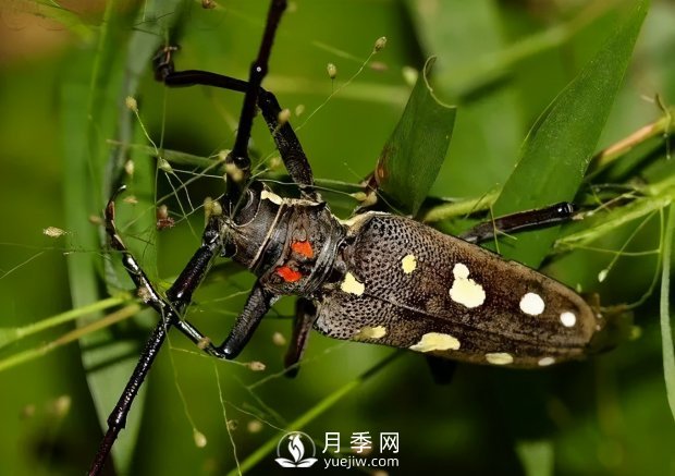園林綠化樹木3-5月份養(yǎng)護管理要點(圖6)