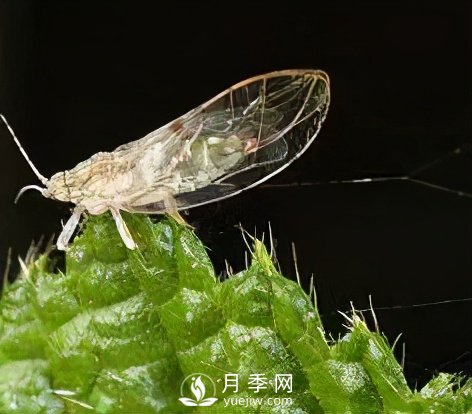 園林綠化樹木3-5月份養(yǎng)護管理要點(圖3)