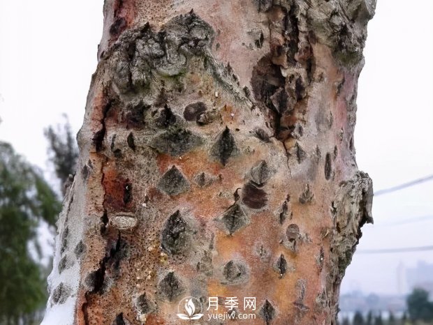 園林綠化樹木3-5月份養(yǎng)護管理要點(圖13)